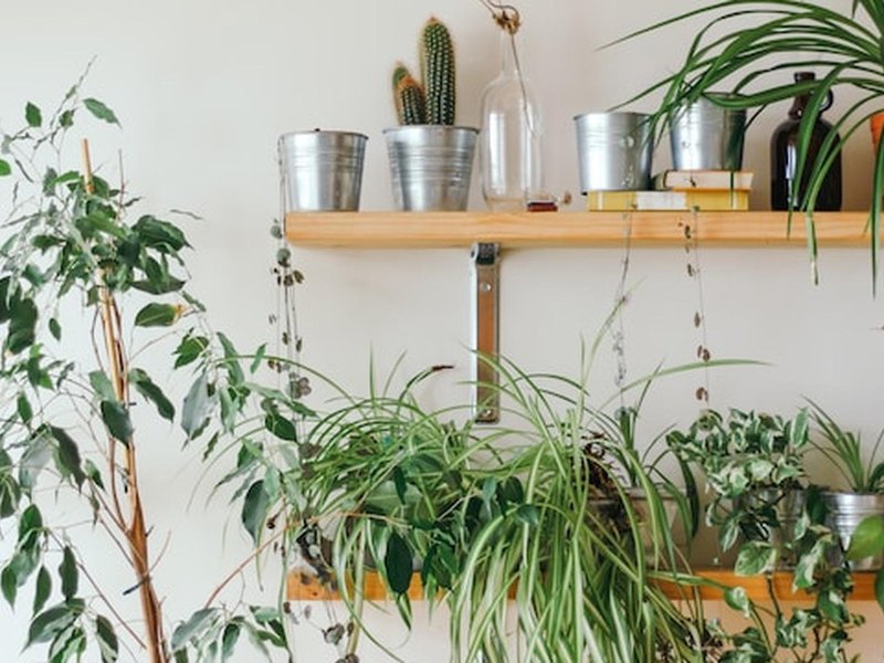 Optimaliseer Je Kweekruimte met een Growtent en Buisventilatoren